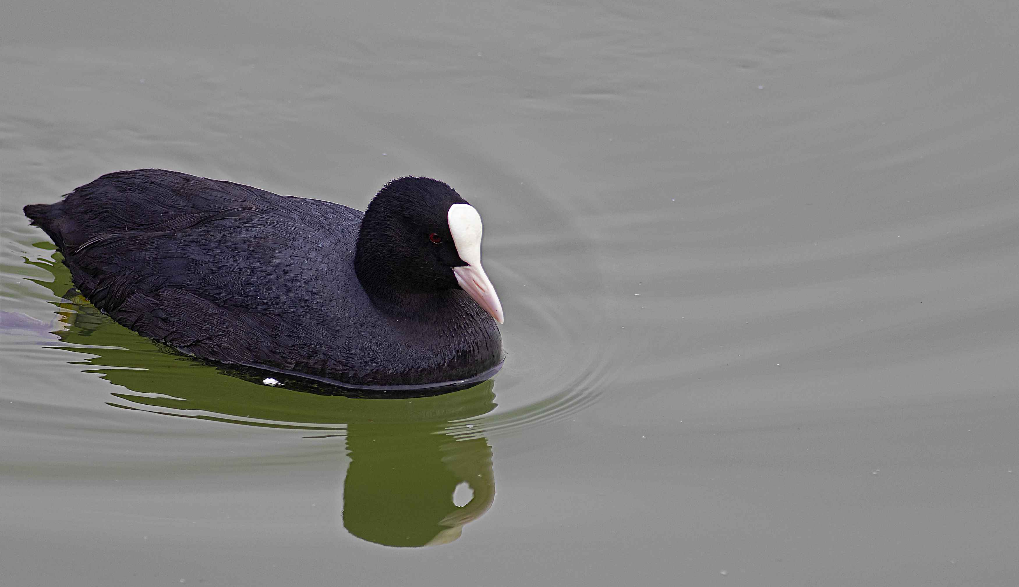 Eurasian Coot